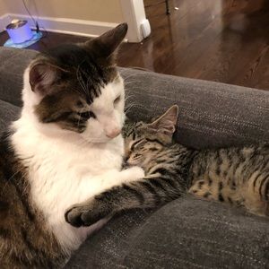 Meet your Posher, Amelia